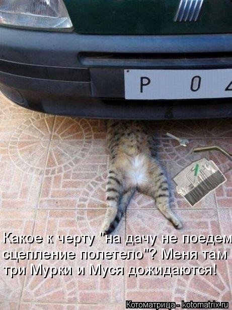 Новая котоматрица (38 фото) Новая котоматрица (38 фото)