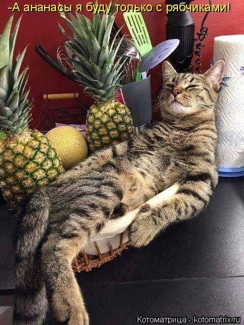 Новая котоматрица (38 фото) Новая котоматрица (38 фото)