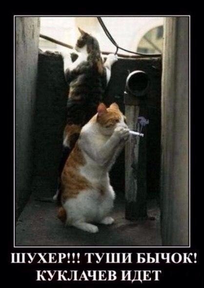 Свежие демотиваторы (15 шт) Свежие демотиваторы (15 шт)