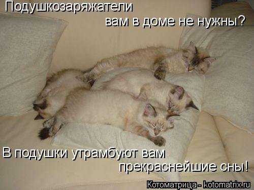 Свежая котоматрица (22 шт) Свежая котоматрица (22 шт)