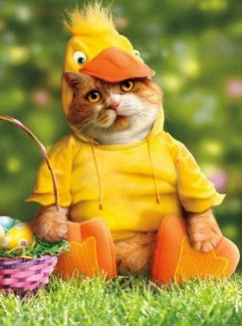 Забавные кошки в пасхальных костюмах (10 фото) Забавные кошки в пасхальных костюмах (10 фото)