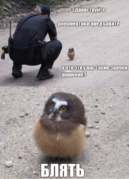 Прикольных картинок небольшой пост (27 шт) Прикольных картинок небольшой пост (27 шт)