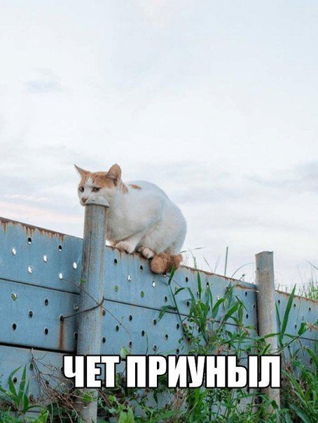 Прикольные фотомемы для хорошего настроения (27 шт) Прикольные фотомемы для хорошего настроения (27 шт)