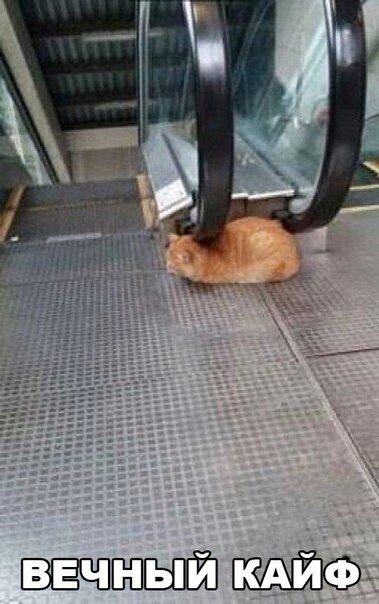 Прикольные фотомемы для хорошего настроения (27 шт) Прикольные фотомемы для хорошего настроения (27 шт)