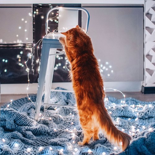Рыжий кот Котлета в фотографиях Кристины Макеевой (26 фото)