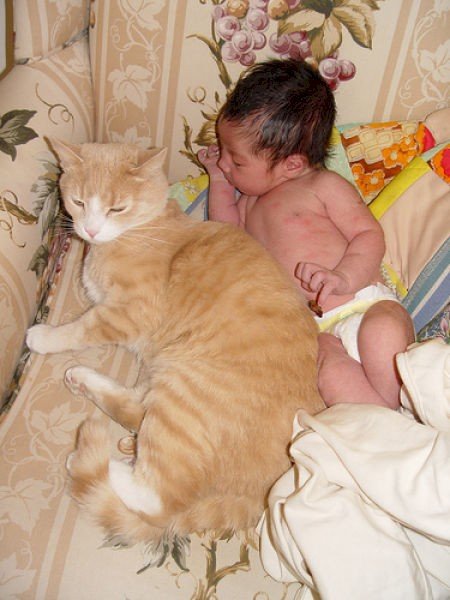 Замечательные малыши с очаровательными кошками (21 фото) Замечательные малыши с очаровательными кошками (21 фото)