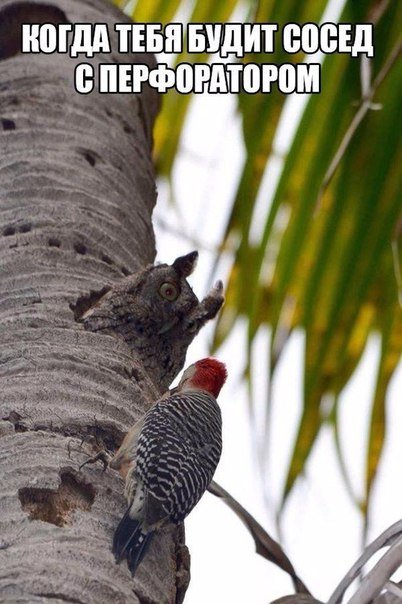 Новые прикольные фотомемы, которые вызовут улыбку (27 шт) Новые прикольные фотомемы, которые вызовут улыбку (27 шт)