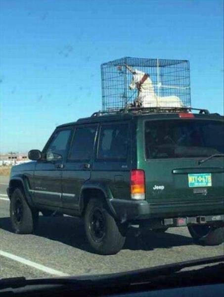 Прикольные картинки и фото (42 шт) Прикольные картинки и фото (42 шт)