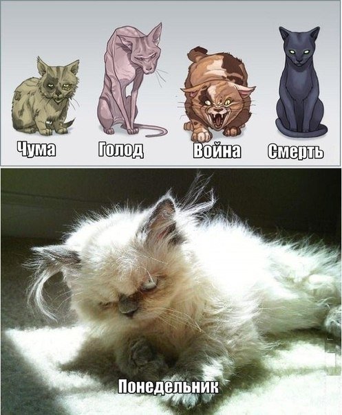 Отличные фотомемы на Бугаге (33 шт) Отличные фотомемы на Бугаге (33 шт)