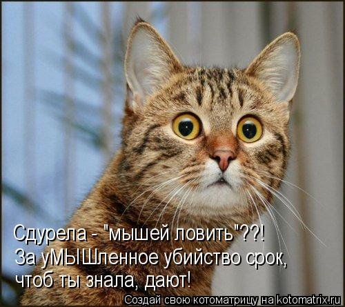 Новая котоматрица для всех (38 фото) Новая котоматрица для всех (38 фото)