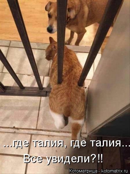 Новая котоматрица для всех (38 фото) Новая котоматрица для всех (38 фото)