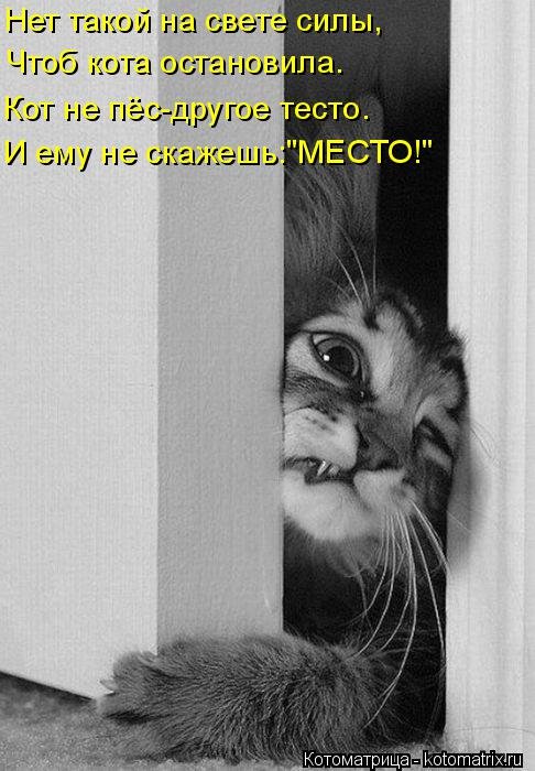 Новая котоматрица для всех (38 фото) Новая котоматрица для всех (38 фото)
