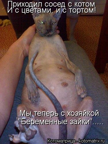 Новая котоматрица для всех (38 фото) Новая котоматрица для всех (38 фото)