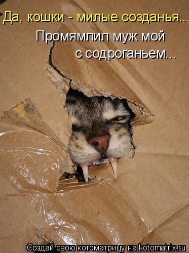 Новая котоматрица для всех (38 фото) Новая котоматрица для всех (38 фото)