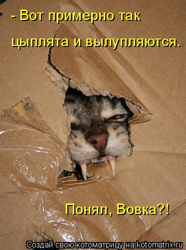 Новая котоматрица (36 фото) Новая котоматрица (36 фото)