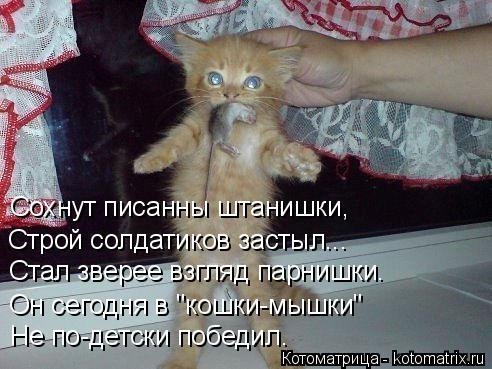 Новая котоматрица (36 фото) Новая котоматрица (36 фото)