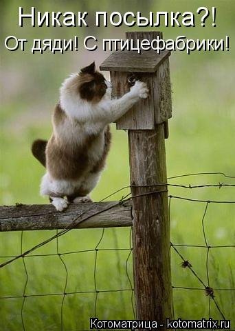 Новая котоматрица (36 фото) Новая котоматрица (36 фото)