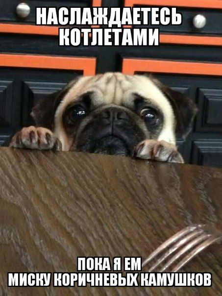 Прикольные картинки и фотки (47 шт) Прикольные картинки и фотки (47 шт)