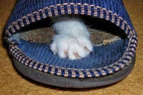 Кошки в домашних тапочках (10 фото) Кошки в домашних тапочках (10 фото)