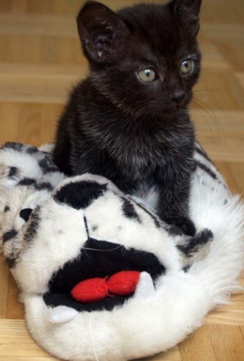 Кошки в домашних тапочках (10 фото) Кошки в домашних тапочках (10 фото)