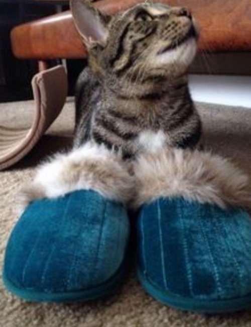 Кошки в домашних тапочках (10 фото) Кошки в домашних тапочках (10 фото)