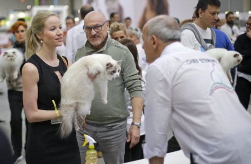 В Риме прошла выставка кошек Mediterranean Winner 2016 (20 фото)