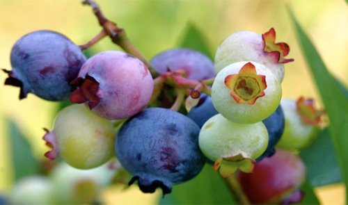 Топ-25: Сладкие факты про фрукты, которые вы не знали