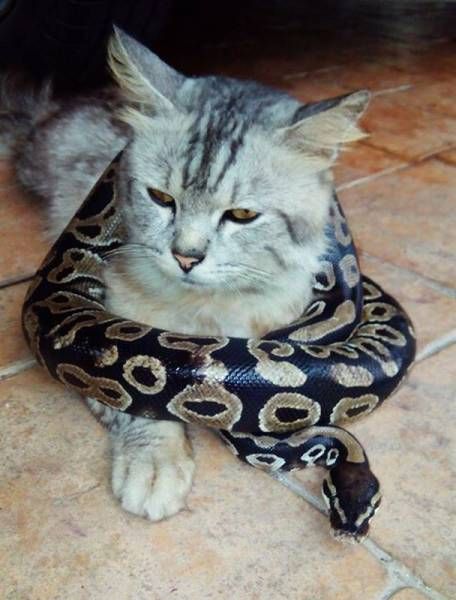 Прикольные фото и картинки (57 шт) Прикольные фото и картинки (57 шт)