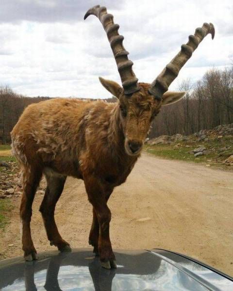 Подборка прикольных картинок и фото (37 шт) Подборка прикольных картинок и фото (37 шт)