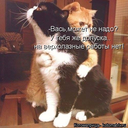 Свежая котоматрица (20 фото) Свежая котоматрица (20 фото)