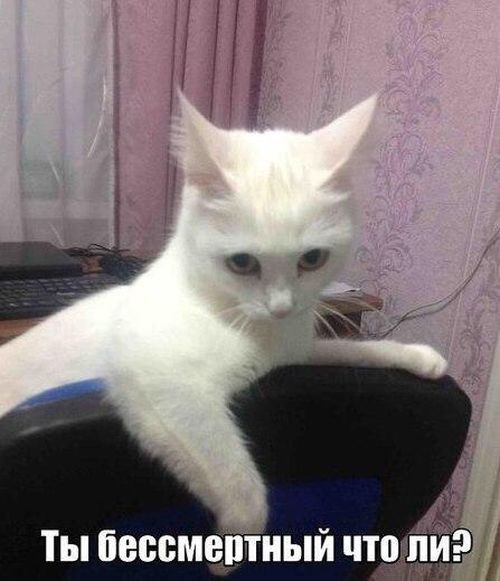 Свежие прикольные картинки (54 шт) Свежие прикольные картинки (54 шт)