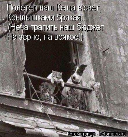 Свежая котоматрица (30 фото) Свежая котоматрица (30 фото)