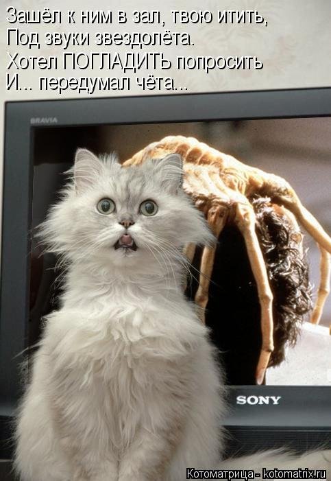 Свежая котоматрица (30 фото) Свежая котоматрица (30 фото)