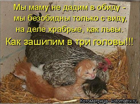 Свежая котоматрица (30 фото) Свежая котоматрица (30 фото)