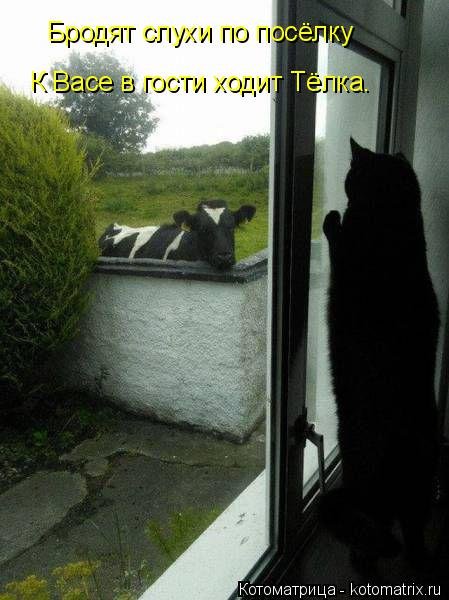 Свежая котоматрица (30 фото) Свежая котоматрица (30 фото)