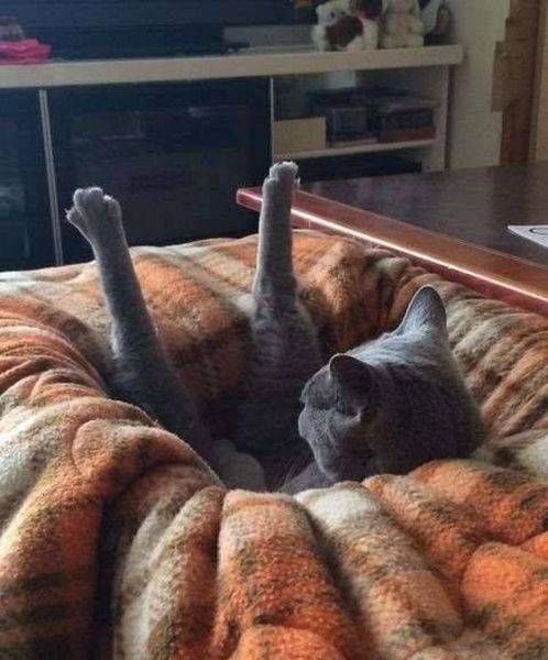 Прикольные пятничные картинки и фото (31 шт) Прикольные пятничные картинки и фото (31 шт)