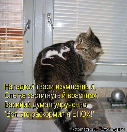 Свежая котоматрица на Бугаге (36 фото) Свежая котоматрица на Бугаге (36 фото)