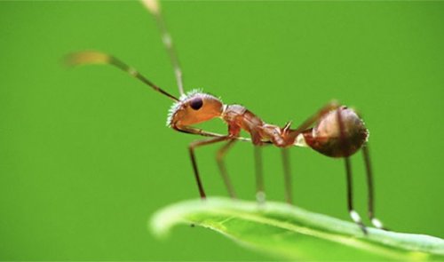 Топ-25: Впечатляющие причины, делающие муравьёв удивительными существами