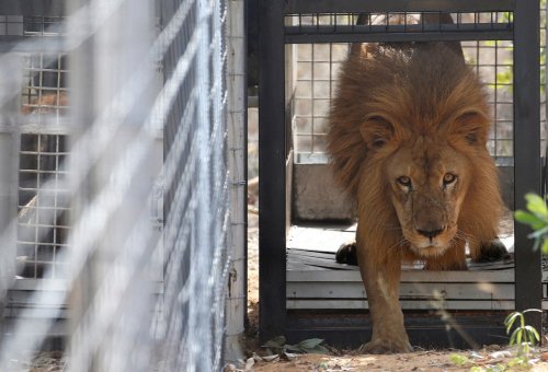 Спасённых из цирков львов выпустили на волю в африканский заповедник (20 фото)