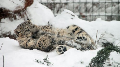 Снежные леопарды любят кусать себя за хвост (12 фото)