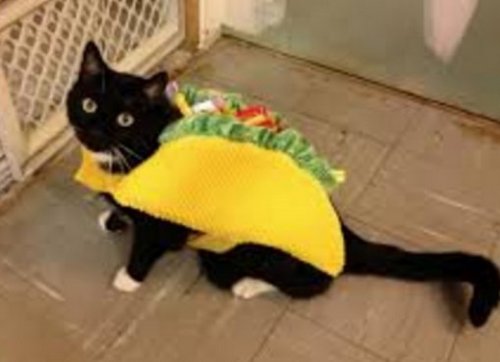 Очаровательные аппетитные котейки (10 фото) Очаровательные аппетитные котейки (10 фото)