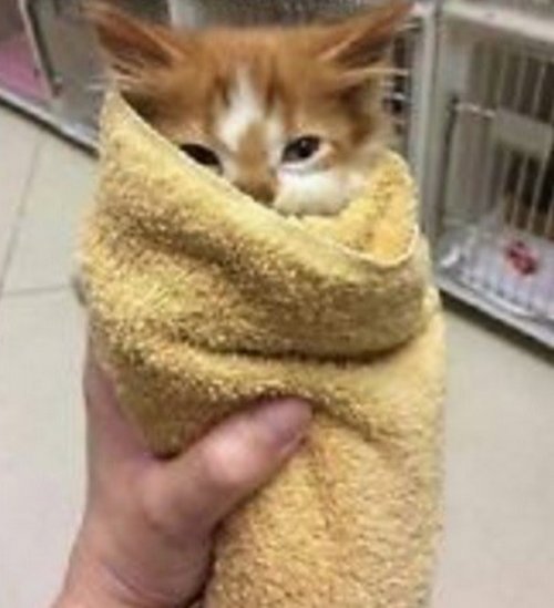 Очаровательные аппетитные котейки (10 фото) Очаровательные аппетитные котейки (10 фото)