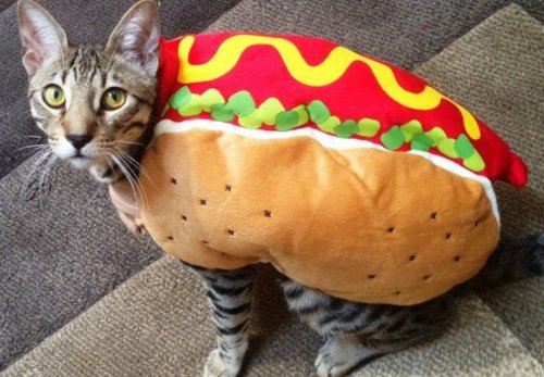 Очаровательные аппетитные котейки (10 фото) Очаровательные аппетитные котейки (10 фото)