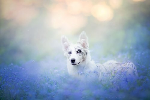 Очаровательные собаки в фотографиях Алисии Змысловской (13 фото)