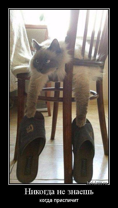 Новые демотиваторы-приколы (18 шт) Новые демотиваторы-приколы (18 шт)