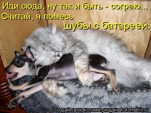 Новая котоматрица, большая коллекция (43 фото) Новая котоматрица, большая коллекция (43 фото)