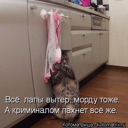 Новая котоматрица, большая коллекция (43 фото) Новая котоматрица, большая коллекция (43 фото)