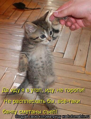 Новая котоматрица, большая коллекция (43 фото) Новая котоматрица, большая коллекция (43 фото)