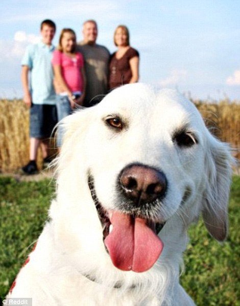 Прикольные фотобомбы с животными (25 фото) Прикольные фотобомбы с животными (25 фото)