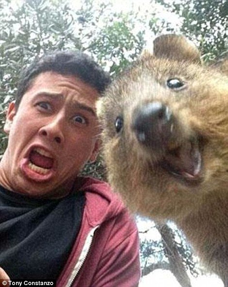 Прикольные фотобомбы с животными (25 фото) Прикольные фотобомбы с животными (25 фото)